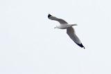 Gull In Flight_DSCF00770